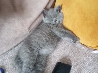 KEDİMİZDEKİ BU RAHATLIK PAŞA DA YOK