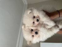 Pomeranian boo parazit uygulaması yapılmış 35 günlük