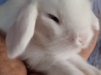 Hollanda teddy lop tavşanı yavrular