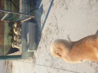 Anne baba has japon akita inu