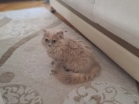 DÖRT AYLIK DİŞİ SCOTTİSH STRAİGHT LONGHAİR