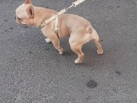 MİCRO BLUE TAN CREM FRENCH BULLDOG