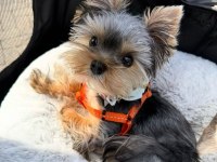 Micro kore yorkshire terrier