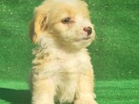 Maltipoo erkek ve dişi bebegim