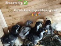 Astrolop Ataks Silver İspenç Rır Ve Bıldırcın Bulunur