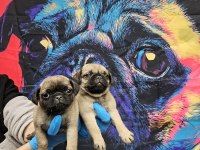 DİŞİ ERKEK PUG MOPS YAVRULARIMIZ