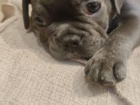 Sahiplendirme french bulldog