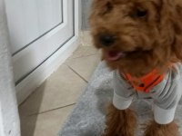 4 aylık sağlıklı eğitimli toy poodle