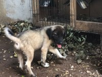 Kara Kırçıl Kangal Erkek Yavru BALBAZAR