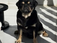 Black tan pug mops özel olmak isteyenler