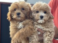 Ruhsatlı çiftlikde ziyarete açık garantili maltipoo