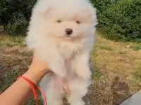 Pomeranian Boo safkan