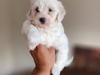 Dünya Güzeli Maltese Yavrularım