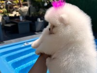 Orjinal Pomeranian Boo