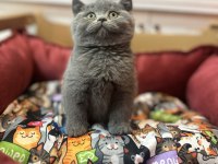 Ayı surat koca kafa british shorthair bebekler
