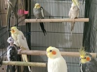 Yumurtalı sultan papağanı takımı