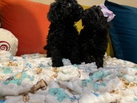 Bir avuç mutluluk toy poodle