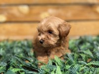 MALTİPOO YAVRULARIMIZ