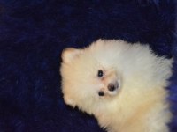 Pomeranian boo erkeğimiz