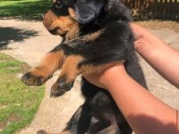 Rottweiler yavruları