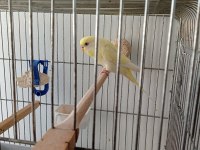 Kırmızı göz muhabbet kuşu