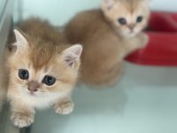 Ankaranın En Güzel British Shorthair Yavruları