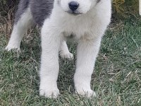 Maviş gözlü safkan erkek husky yavru