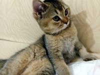 British shorthair 4 aylık