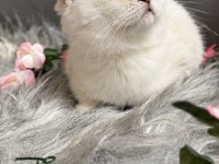 Muhteşem Kalite Sıfır Kulak Scottish Fold