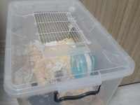 Kafesi ile birlikte suriye hamsteri