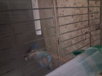 Muhabbet kuşları