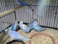 KONUŞTURMALIK RAİNBOW VE SHOW JUMBO MUHABBET KUŞU YAVRULAR