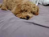 Yavru 3-4 aylık toy poodle