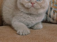 Safkan Fawn British Shorthair Yavrumuz