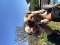 Safkan Cavalier King Charles Yavruları