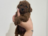 Toy Poodle Yavruları Dişi