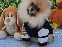 Orijinal pomeranian Boo
