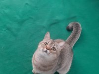 Black Golden British Shorthair