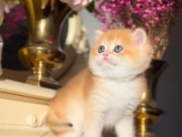 Altın Parlaklığında Golden British Shorthair 