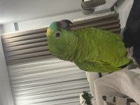 KONUŞAN GÜLEN BLUE FRONT AMAZON PAPAĞANI