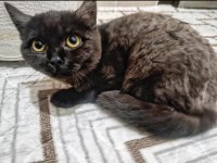 YORK CHOCOLATE IRKI KEDİMİZ