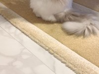 Şecereli Erkek Ragdoll Kedisi