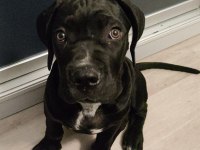 Şecereli Safkan Anne Ve Babadan 3 Aylık Erkek Cane Corso