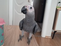 Bebek Jako Jumbo Boy 4-5 Aylık