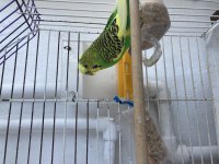 Rainbow cheek evcil yumurtalı genç çift takım muhabbet kuşu