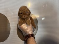 TEACUP TOY POODLE YAVRULARIMIZ