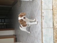 3 Aylık Cavalier King Charles Uyguna Verilecek