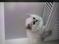 Saf kan british longhair