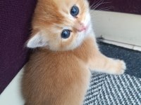 Golden british shorthair muhteşem yavrular