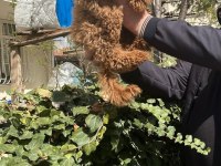Toy Poodle Türkiye Starı
